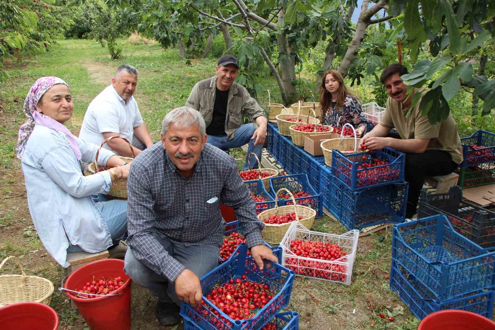amasyada dallari kiraz basti bu yil 50 bin ton rekolte bekleniyor 8 SavpwEI6