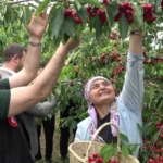 amasyada-dallari-kiraz-basti-bu-yil-50-bin-ton-rekolte-bekleniyor-wWraHrjb.jpg