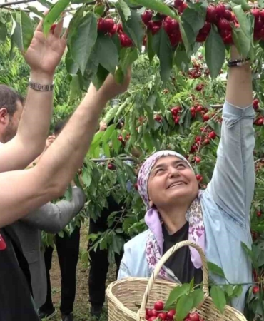 amasyada-dallari-kiraz-basti-bu-yil-50-bin-ton-rekolte-bekleniyor-wWraHrjb.jpg