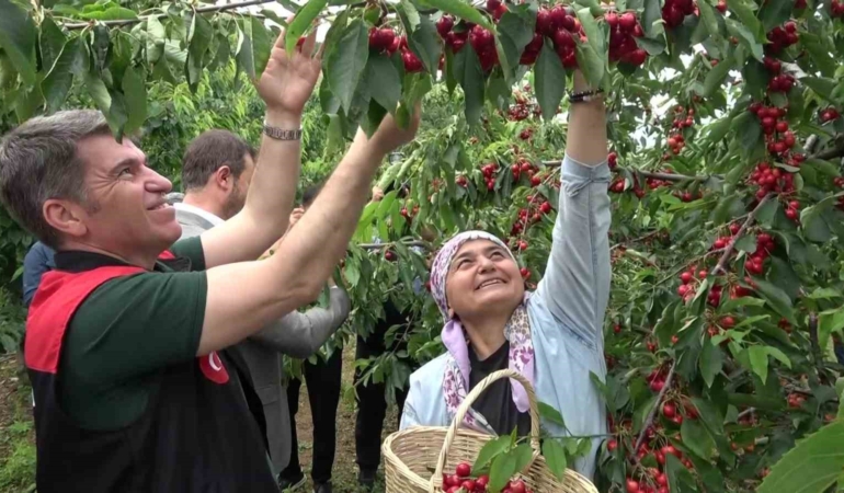amasyada-dallari-kiraz-basti-bu-yil-50-bin-ton-rekolte-bekleniyor-wWraHrjb.jpg