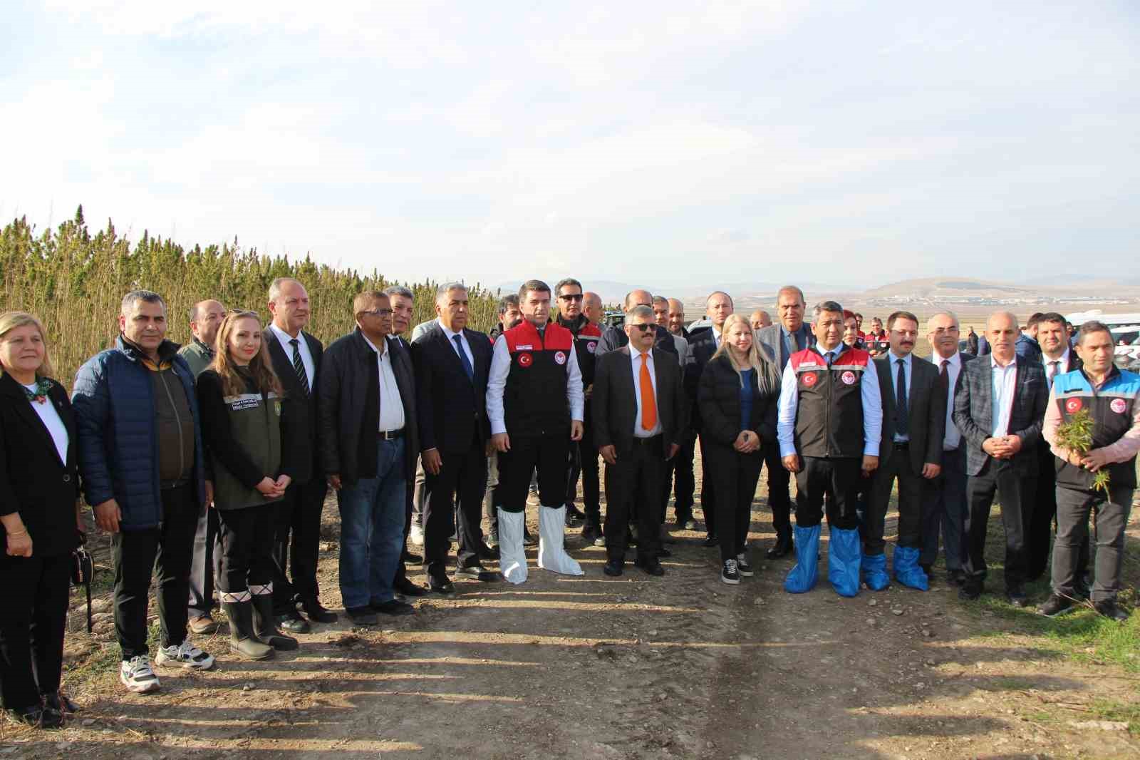 amasyada kenevirde hayal kirikligi kenevir ekim alani 6 bin 500 dekardan 850 dekara dustu qm8pn9dn