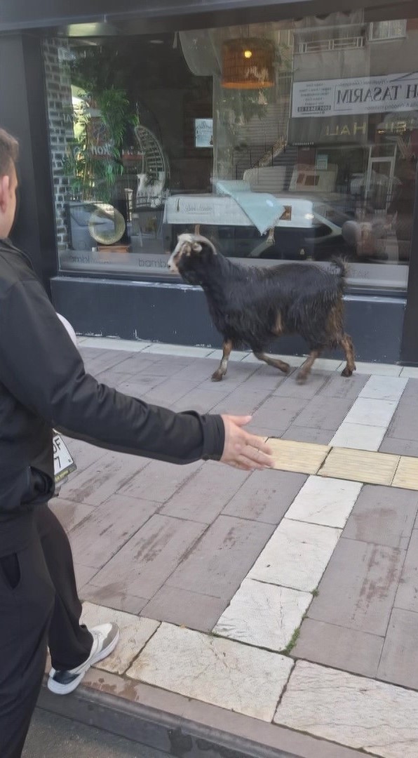 amasyada kurbanlik keci kacti vatandaslar kovaladi 1 qK3JiSzj