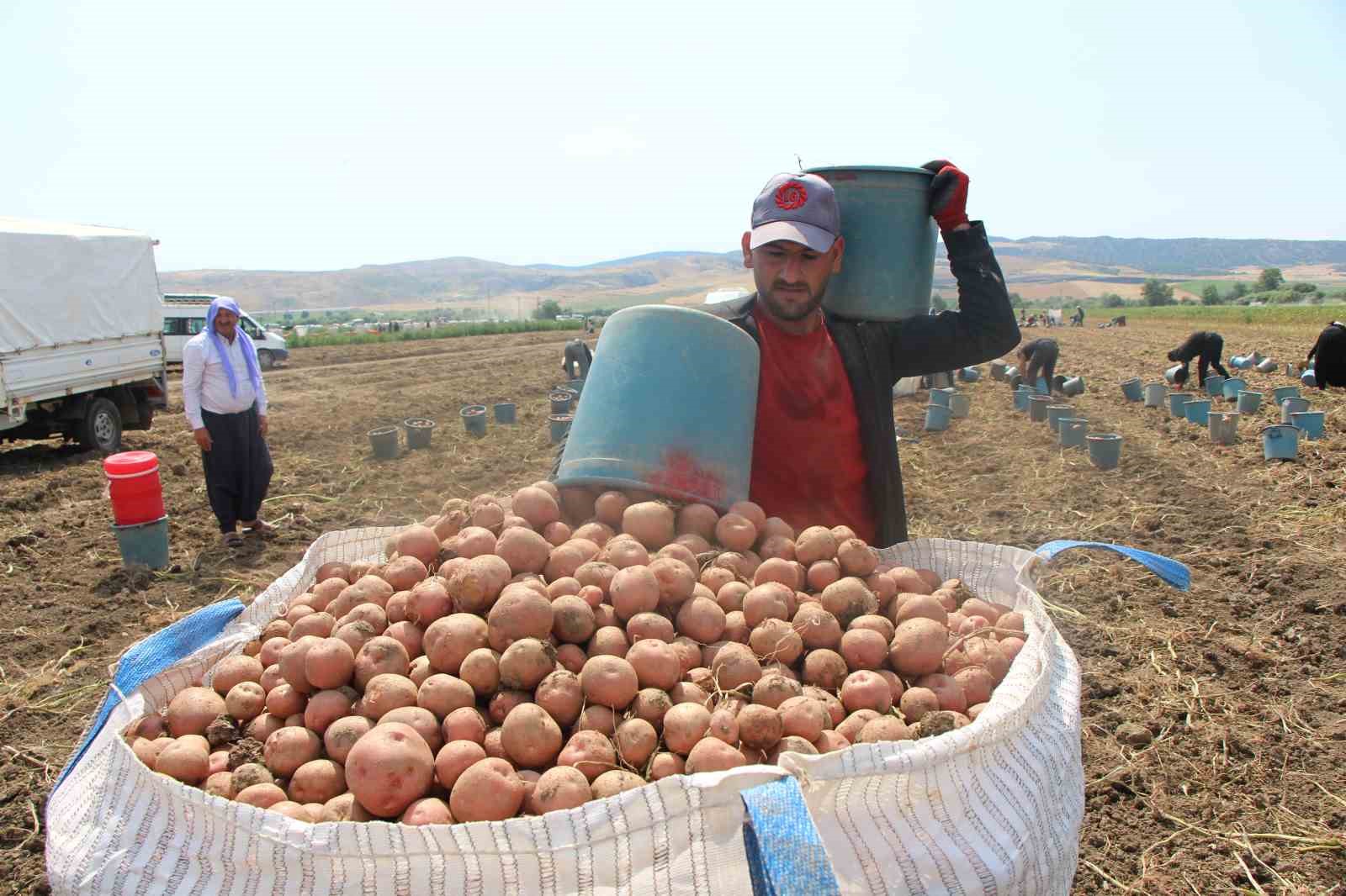 amasyada patates hasadi basladi 130 bin ton rekolte bekleniyor 1 zbm6QVjp