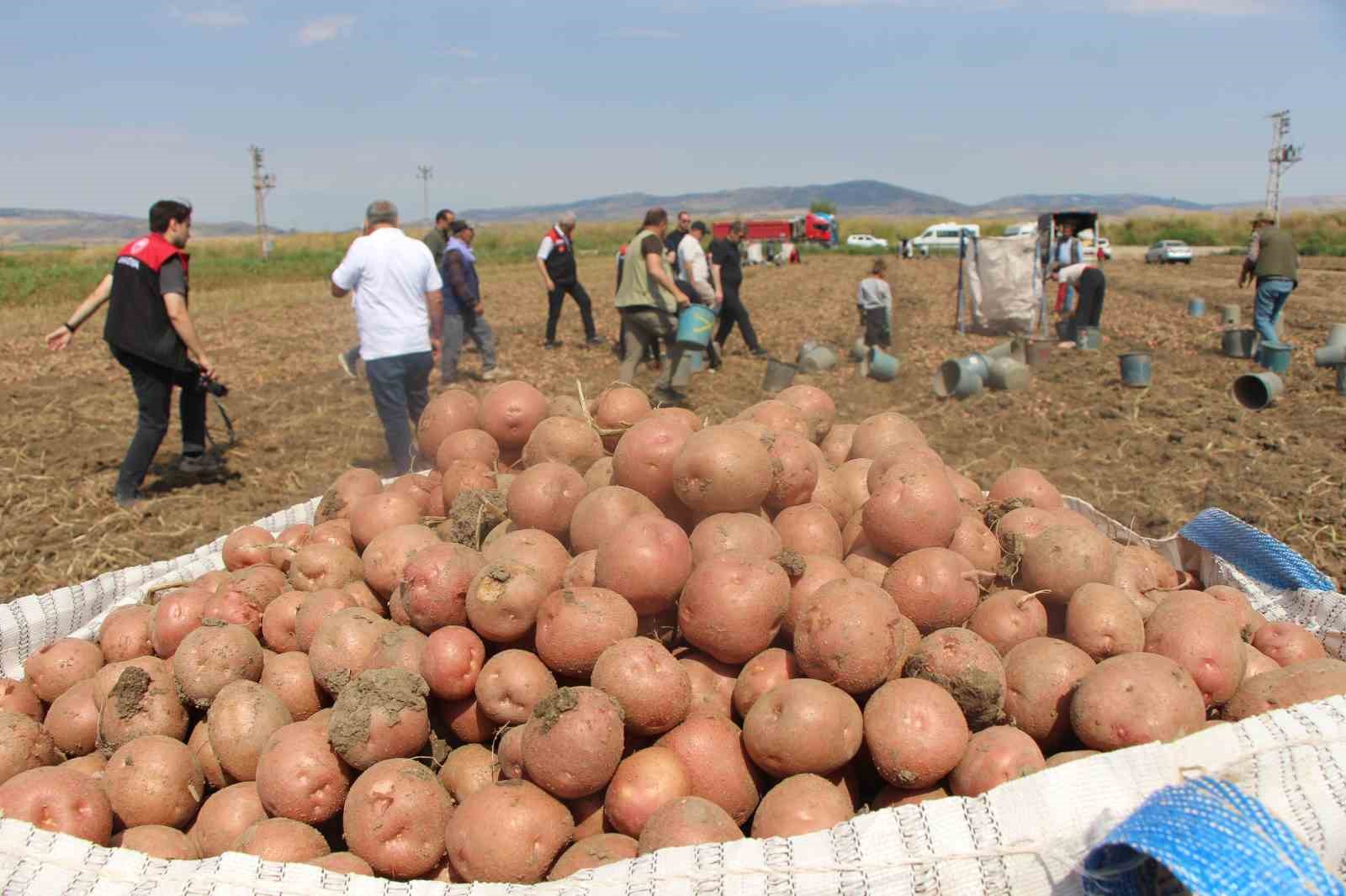 amasyada patates hasadi basladi 130 bin ton rekolte bekleniyor 3