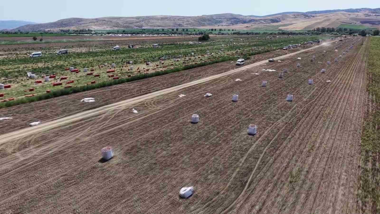 amasyada patates hasadi basladi 130 bin ton rekolte bekleniyor 4 pf5Vl4Ml