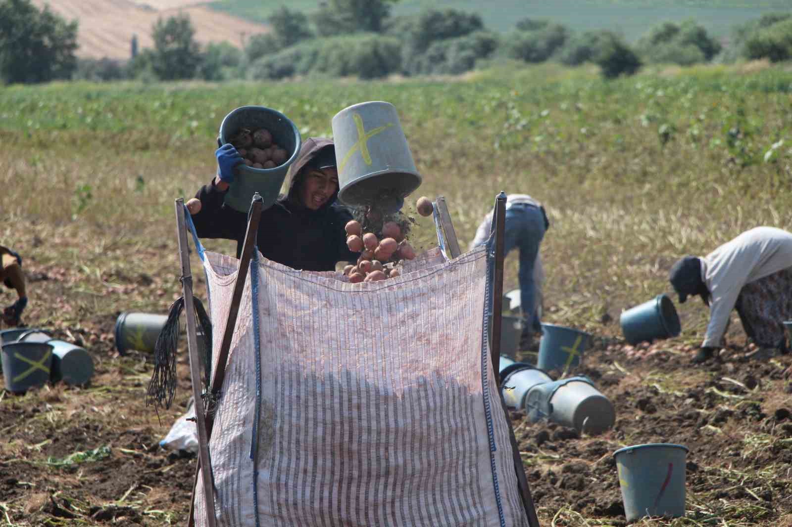 amasyada patates hasadi basladi 130 bin ton rekolte bekleniyor 6 n37R7Mlp