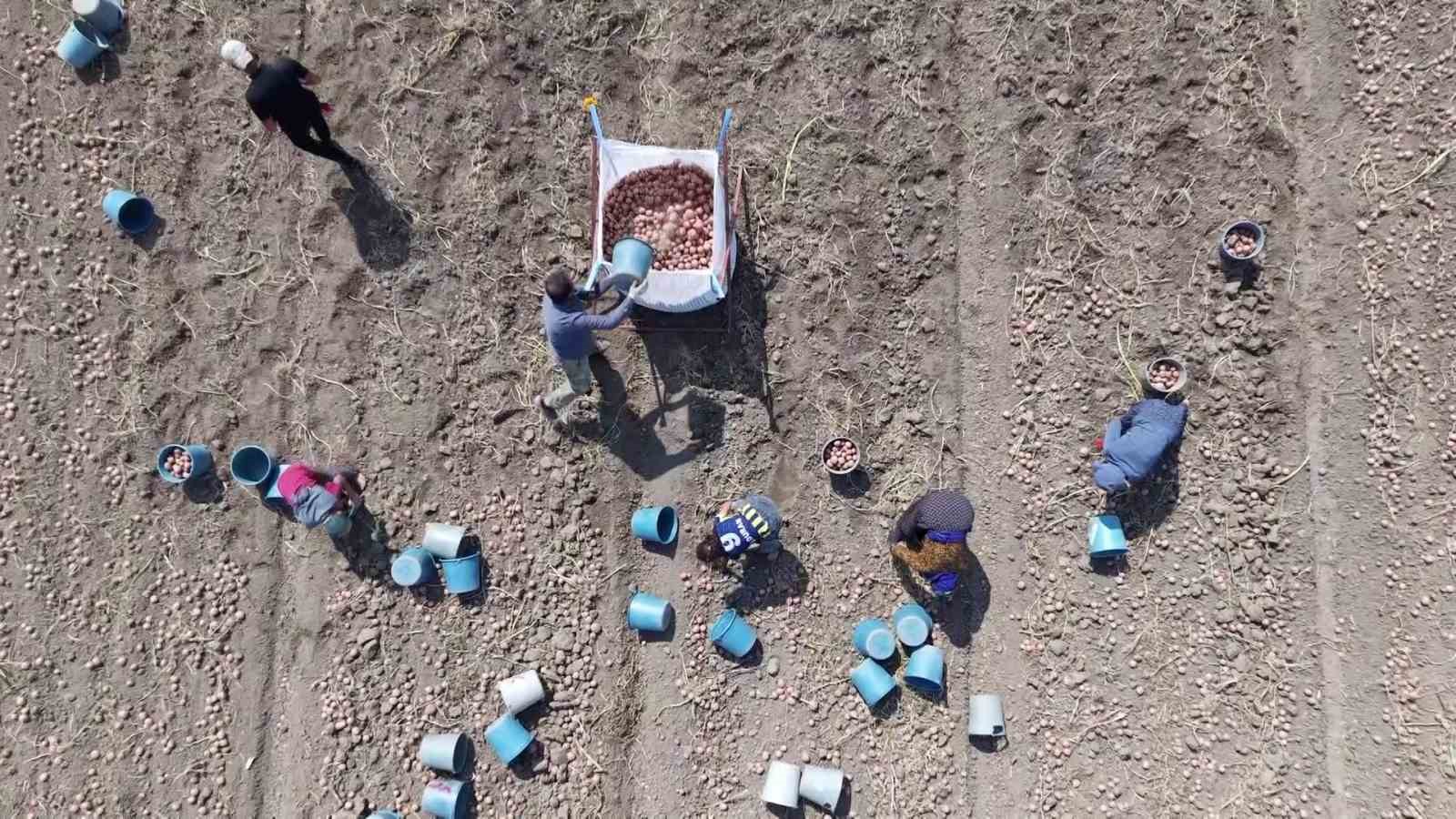 amasyada patates hasadi basladi 130 bin ton rekolte bekleniyor 9 EuYGa65t