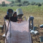 amasyada-patates-hasadi-basladi-130-bin-ton-rekolte-bekleniyor-fHAMuQSq.jpg