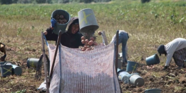 amasyada-patates-hasadi-basladi-130-bin-ton-rekolte-bekleniyor-fHAMuQSq.jpg