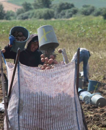 amasyada-patates-hasadi-basladi-130-bin-ton-rekolte-bekleniyor-fHAMuQSq.jpg