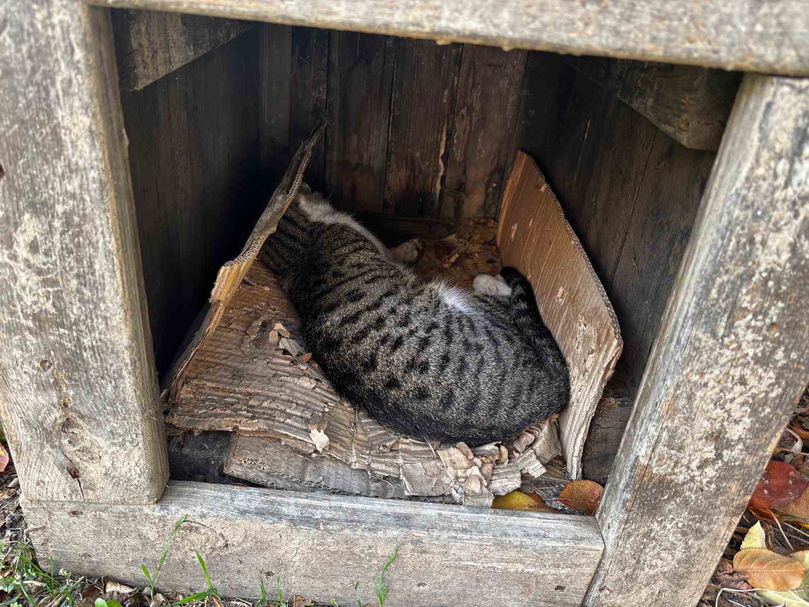 amasyada sehrin gobeginde kopek ve kediler olu bulundu 1 5Vrk5RwR