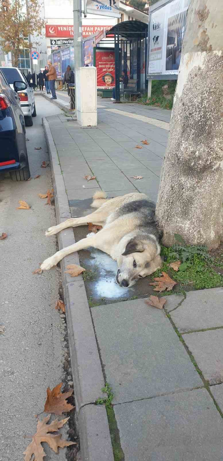 amasyada sehrin gobeginde kopek ve kediler olu bulundu 2 qnNzf7hS