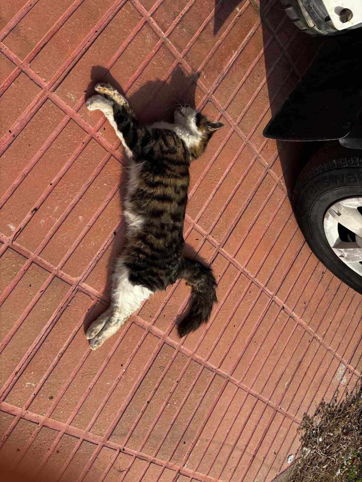 amasyada sehrin gobeginde kopek ve kediler olu bulundu 3 SGZJw3KD