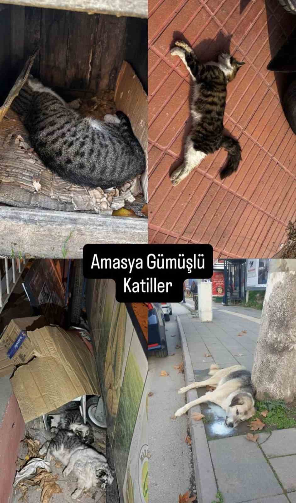 amasyada sehrin gobeginde kopek ve kediler olu bulundu 4 DPDhw6Tr