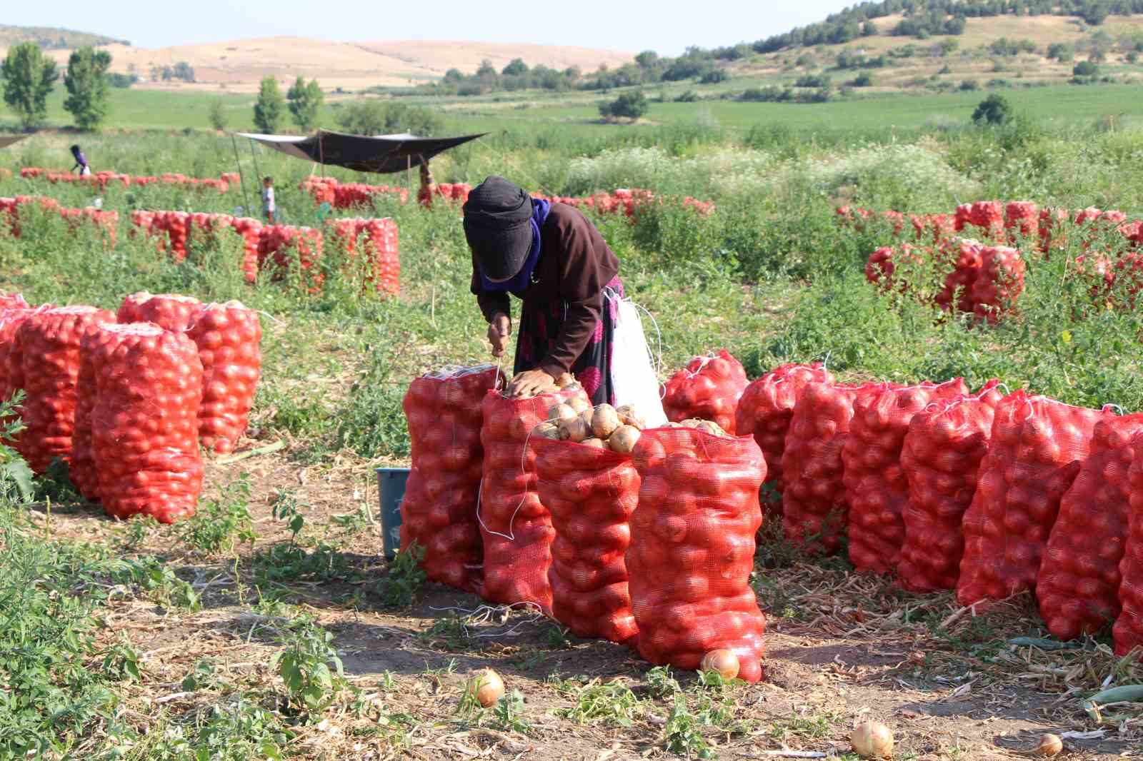 Amasya’da soğan bir bardak çaydan bile ucuz 10 amasyada sogan bir bardak caydan bile ucuz 6 bZFKPhsr
