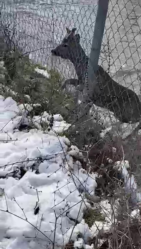 amasyada su kanalina dusen karacayi avcilar kurtardi 2 6zC5wb2s