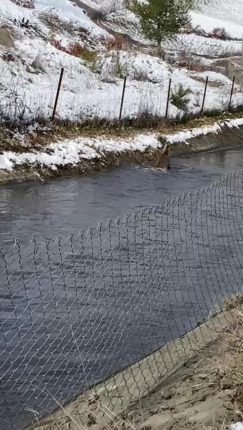 amasyada su kanalina dusen karacayi avcilar kurtardi 6 aVISYDpT