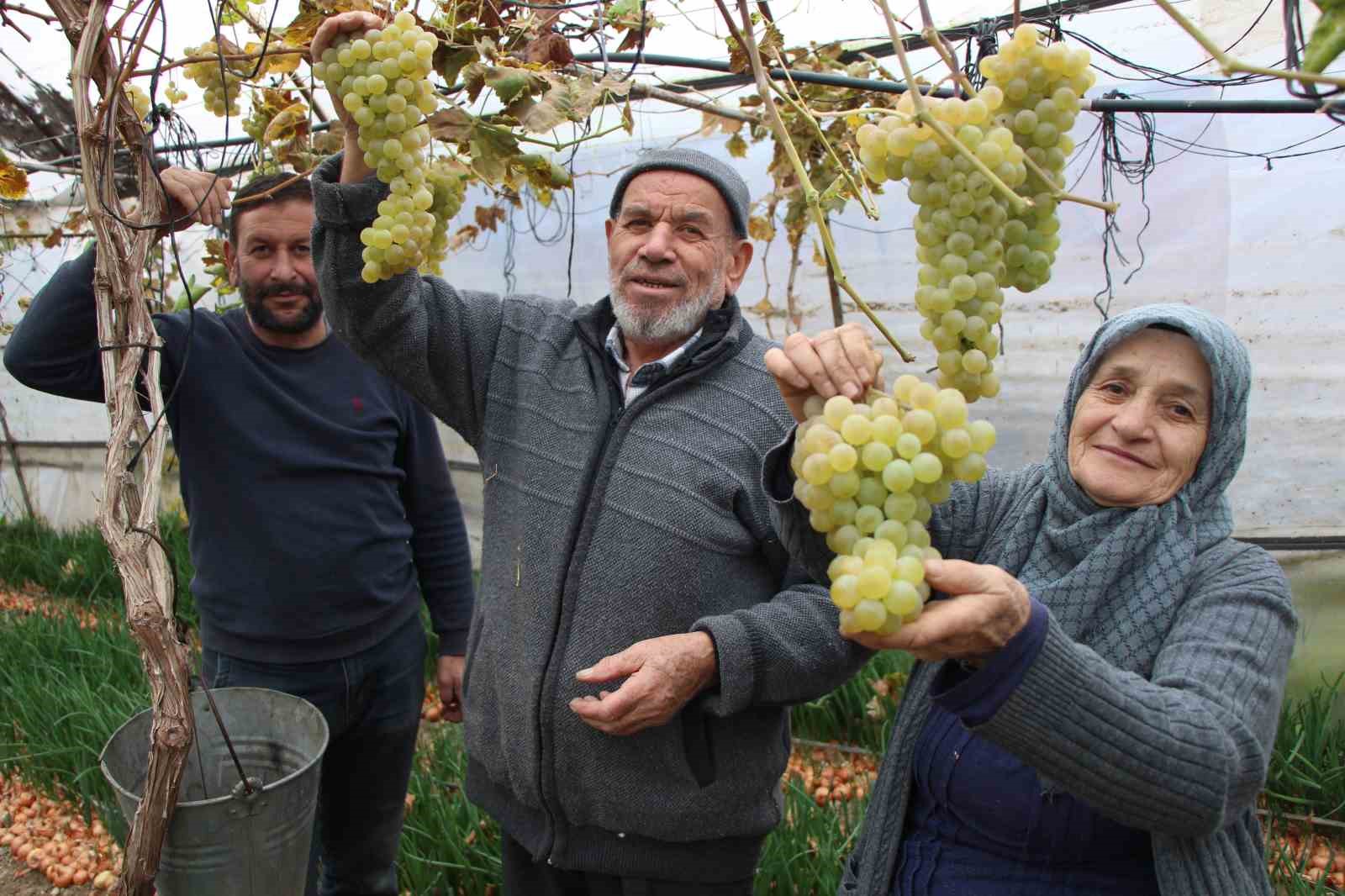 amasyali feruziye nine serada kisin uzum yetistirip satiyor 0 7vNFSMbp