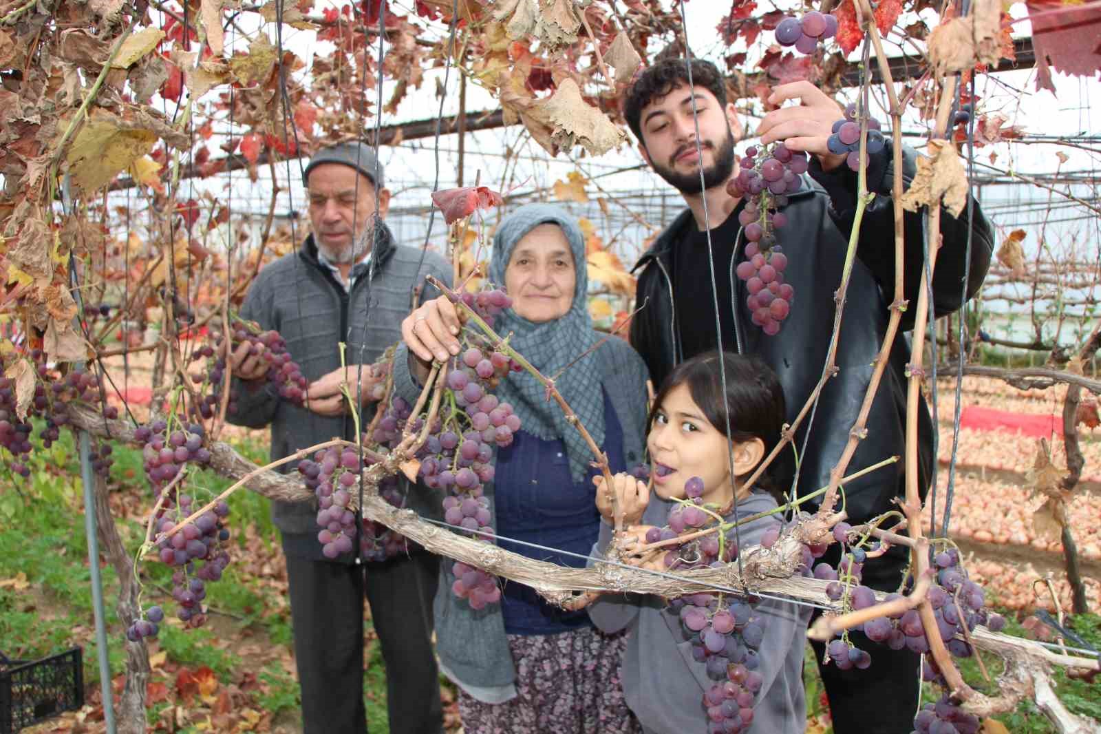 amasyali feruziye nine serada kisin uzum yetistirip satiyor 2 ik5iFq5W