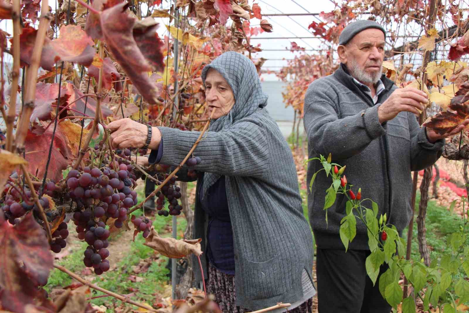 amasyali feruziye nine serada kisin uzum yetistirip satiyor 3 hl8OYYqB