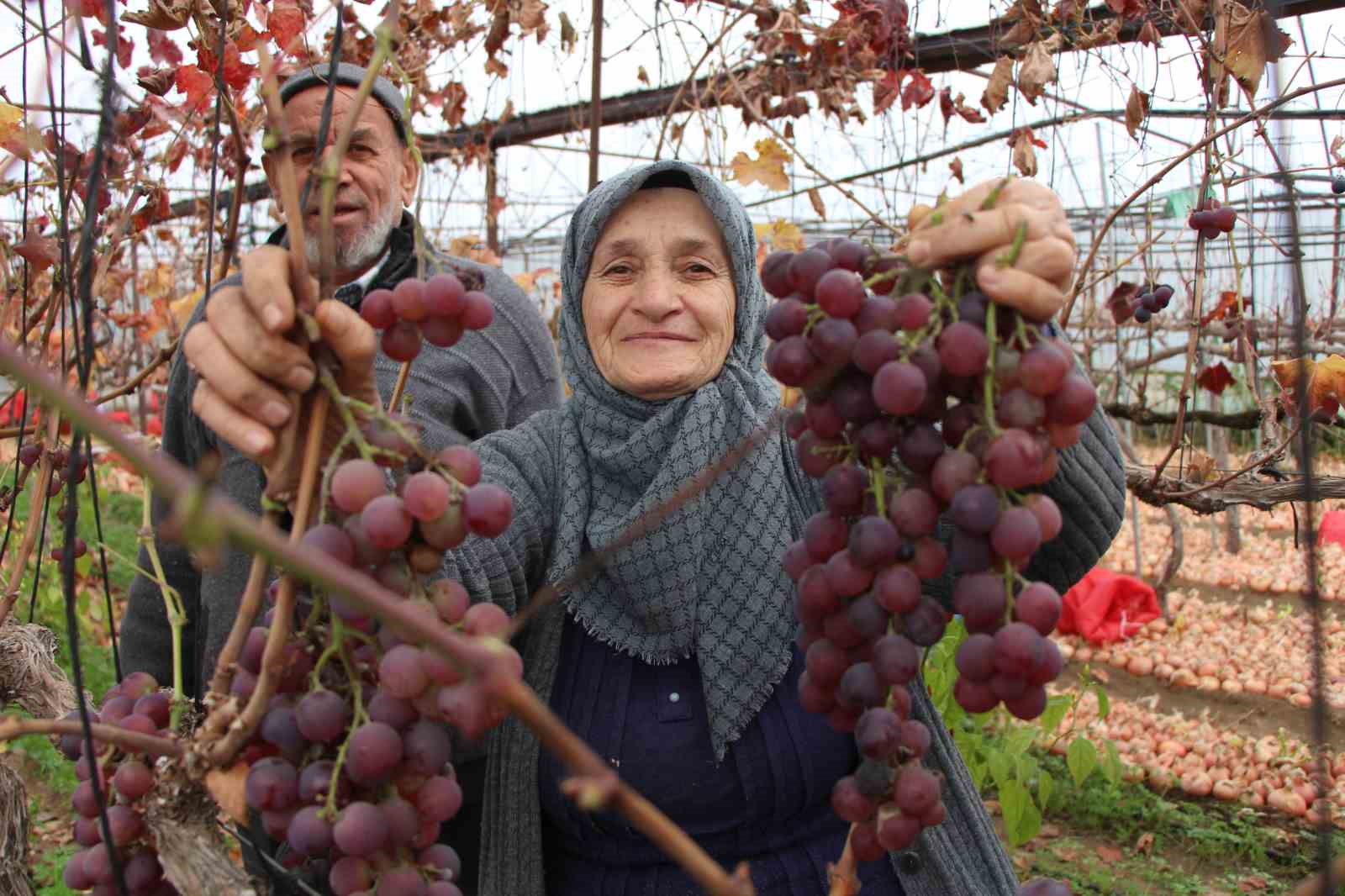 amasyali feruziye nine serada kisin uzum yetistirip satiyor 5 KhEUPZwn