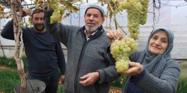 amasyali-feruziye-nine-serada-kisin-uzum-yetistirip-satiyor-qpCIGxb2.jpg