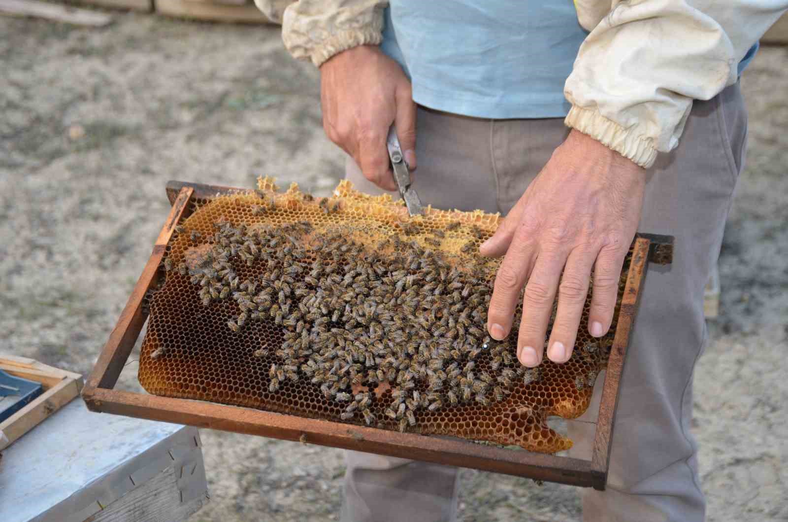 ana ari uretiminde buyuk basari bir ari kovaniyla hobi olarak basladi simdi turkiyenin her