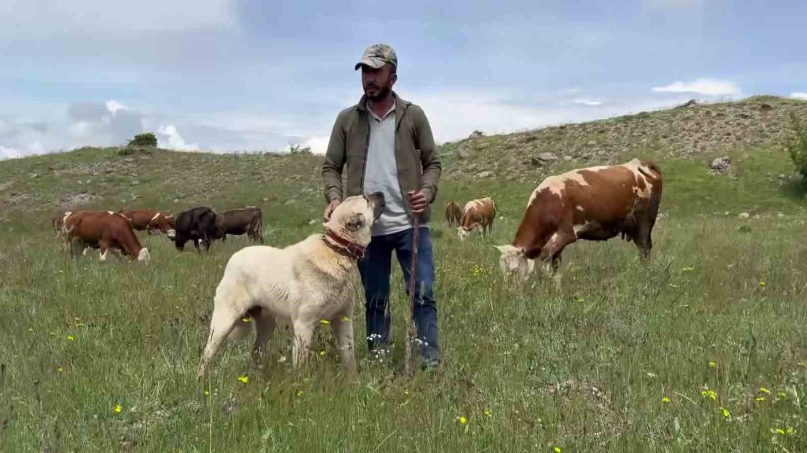 Anadolu aslanları domuz sürüsünü oyuna getirdi 4 anadolu aslanlari domuz surusunu oyuna getirdi 0 Tzun6X9w