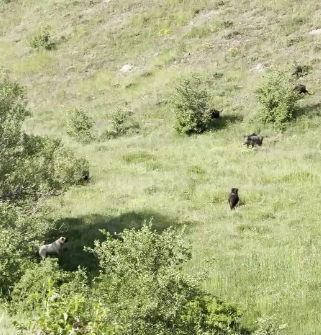 Anadolu aslanları domuz sürüsünü oyuna getirdi 6 anadolu aslanlari domuz surusunu oyuna getirdi 2 9s5hKpMb