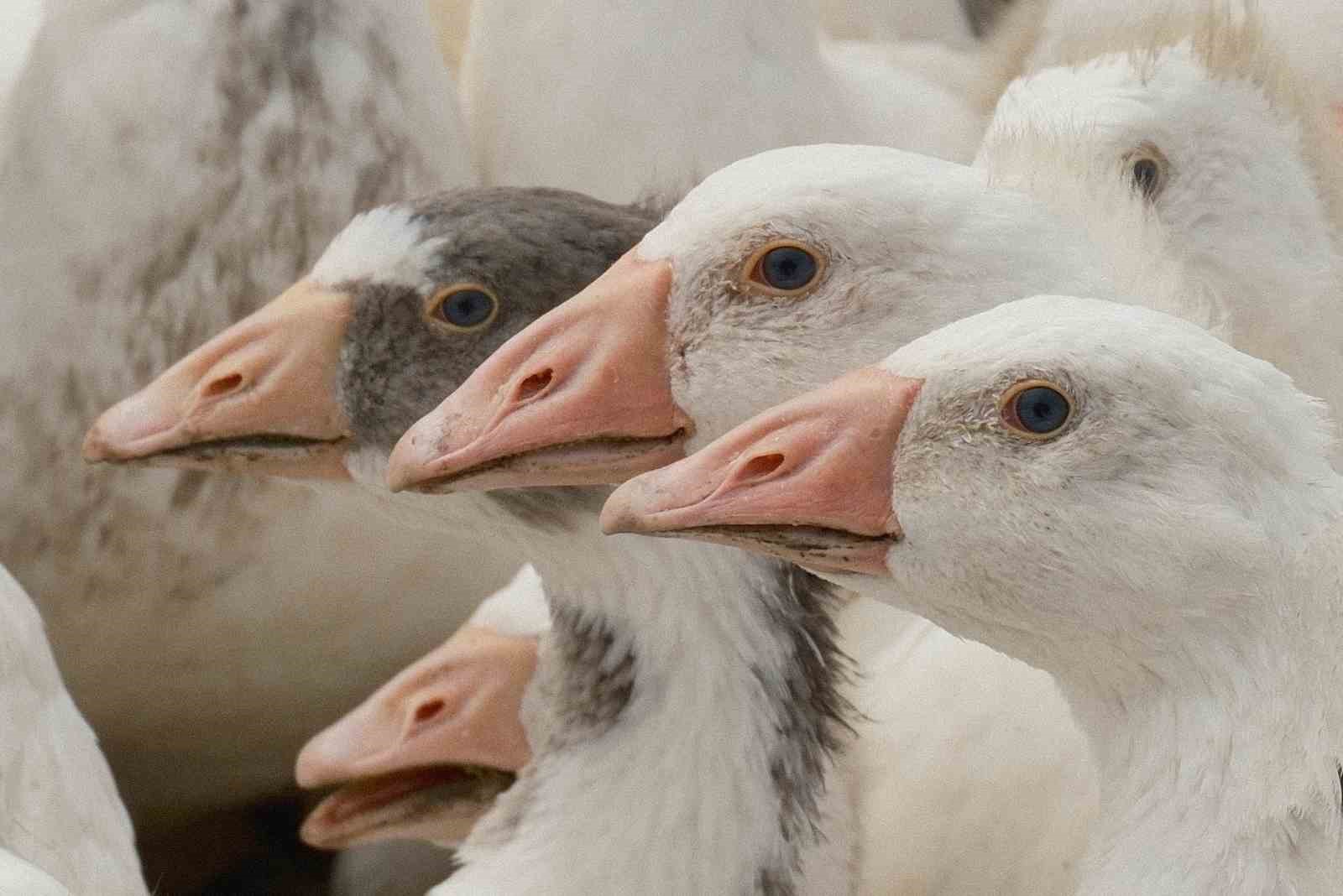 anadolu kazina milli kimlik anne hatti yozgat baba hatti bandirma 0 aW3PfOFG