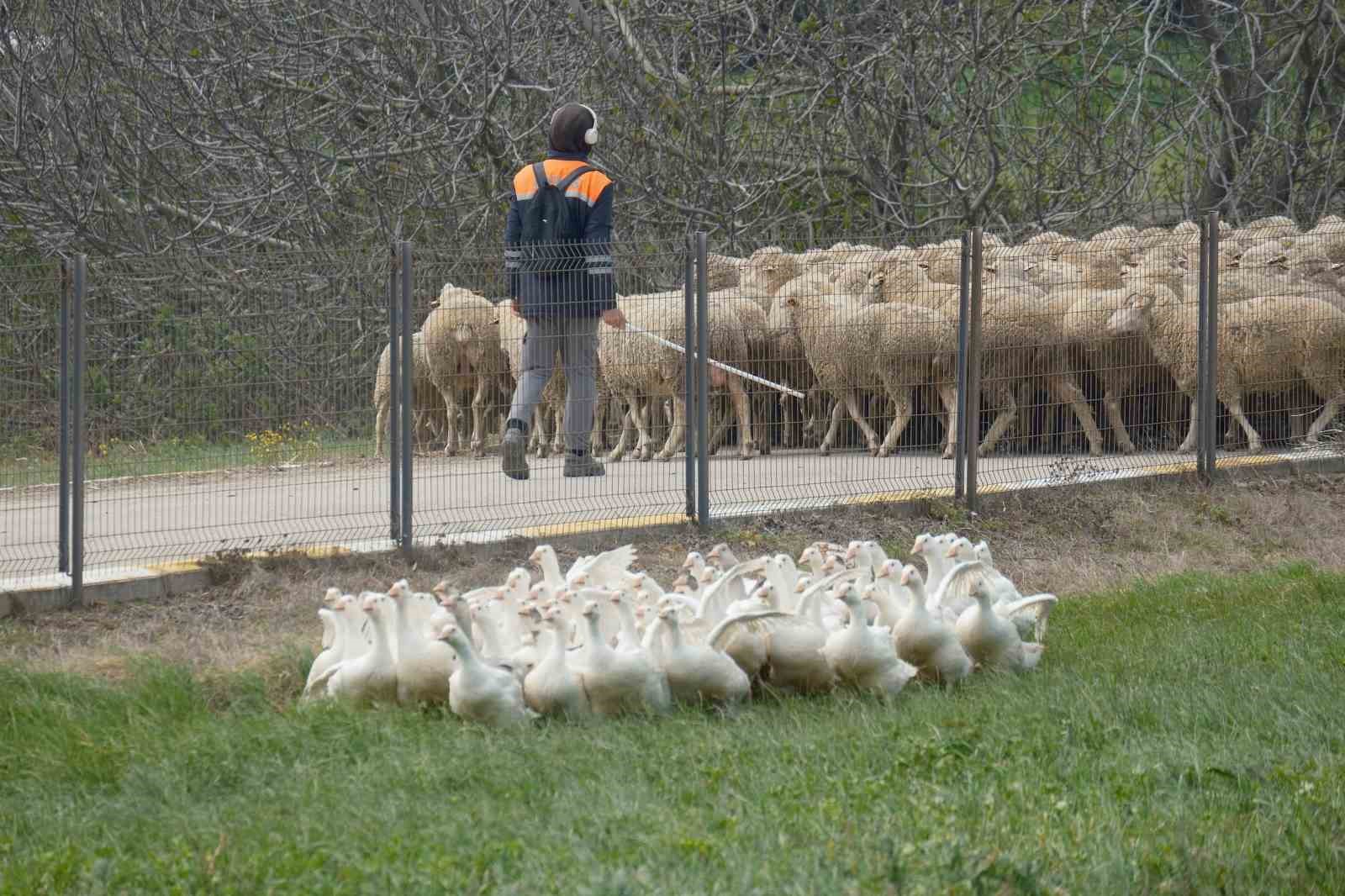 anadolu kazina milli kimlik anne hatti yozgat baba hatti bandirma 5 IPl4Vzra