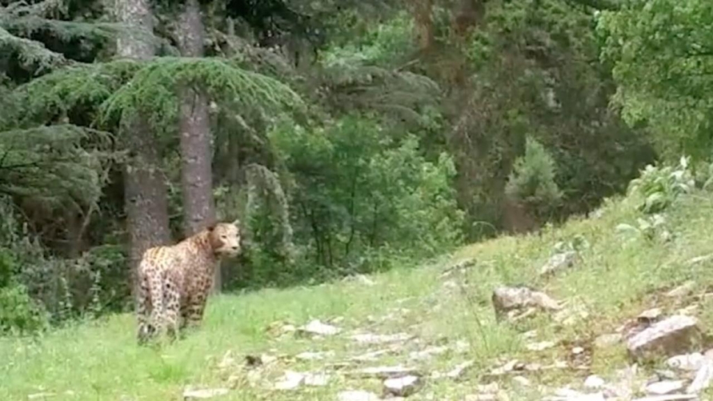 anadolu parsi 2280946