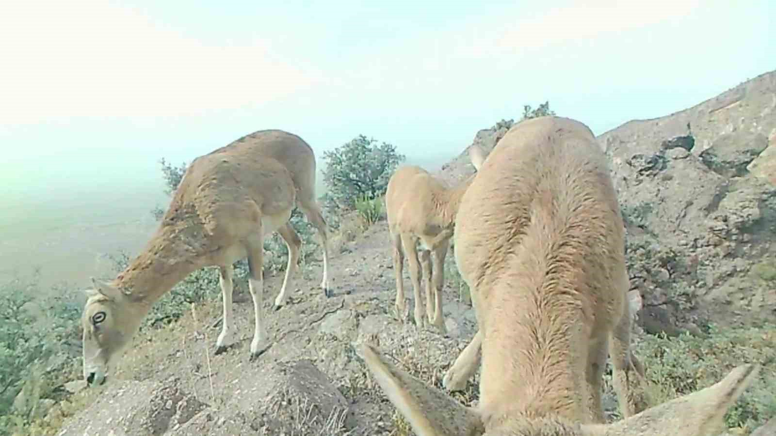 anadolu yaban koyunu yavrulariyla goruntulendi 2 ZWk2FScH