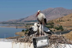 Kartal ayı yavrularına saldırmaya çalıştı: O anlar dron ile görüntülendi 1 thumbnail
