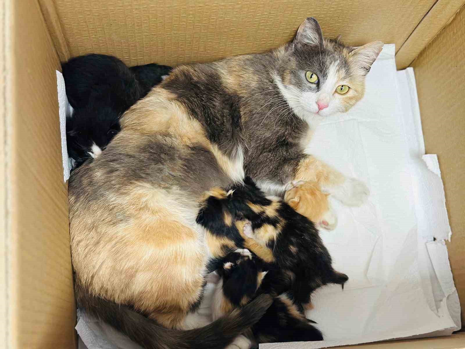 anaokulunun misafiri findik 6 yavru dunyaya getirdi 1 jfr7bBUP