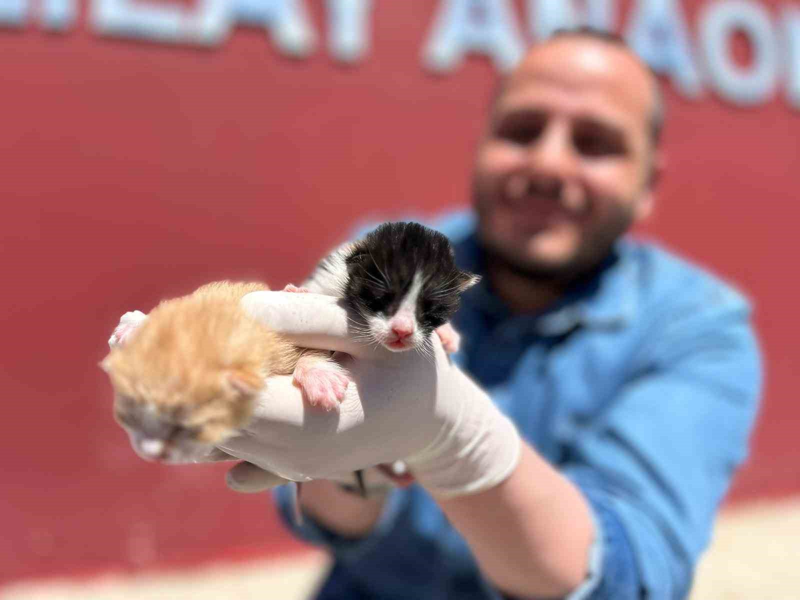 anaokulunun misafiri findik 6 yavru dunyaya getirdi 3 HeMvmcjr