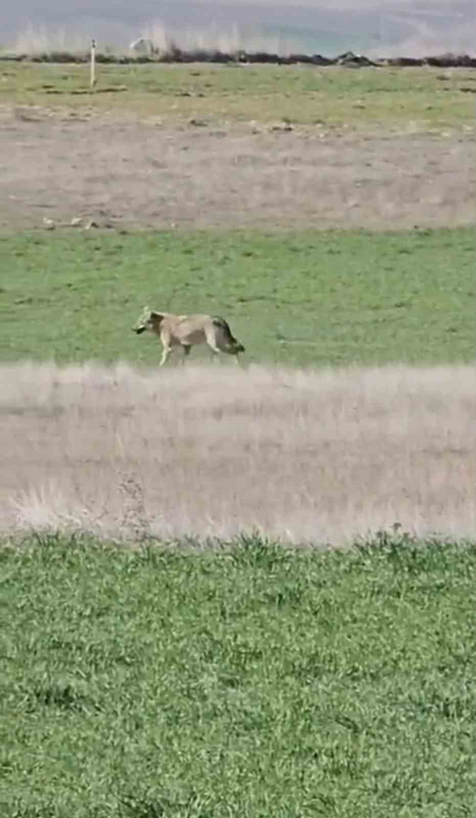 ankarada ac kalan kurtlar tarlalara indi 0 2z7DbXg9