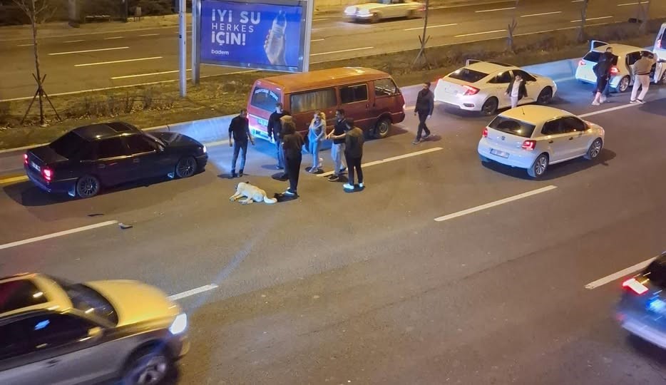 Ankara’da başıboş köpek sorunu kazalara neden oluyor 4 ankarada basibos kopek sorunu kazalara neden oluyor 0 Y6z1ph3s