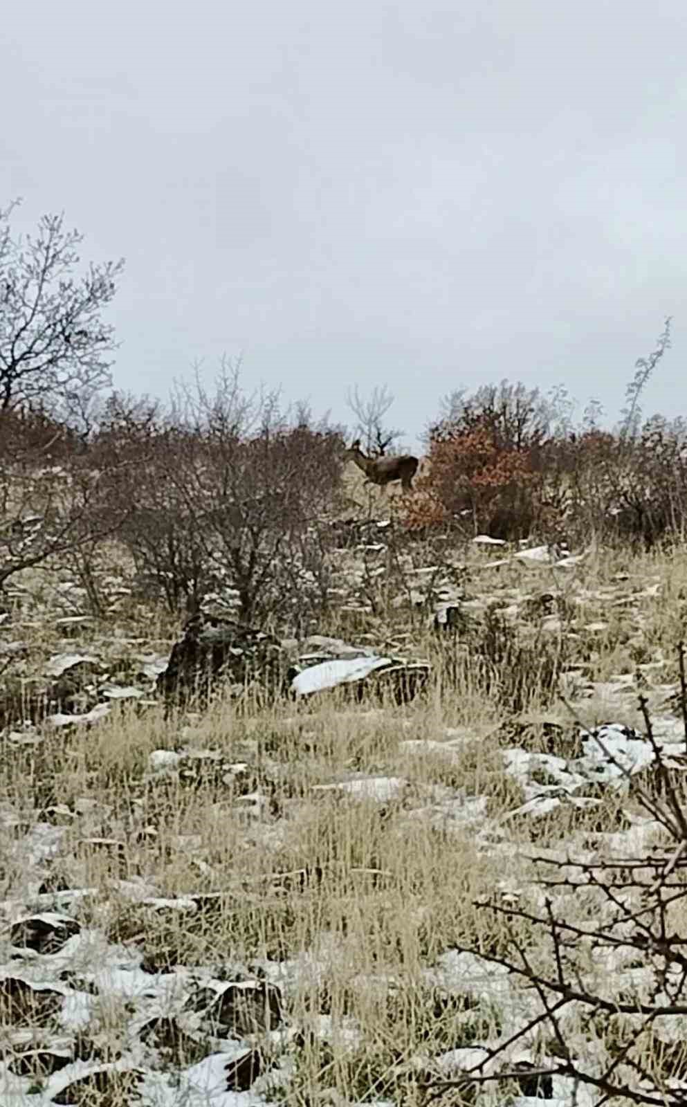ankarada geyik surusu kameralara yansadi 0 KayJ81f4