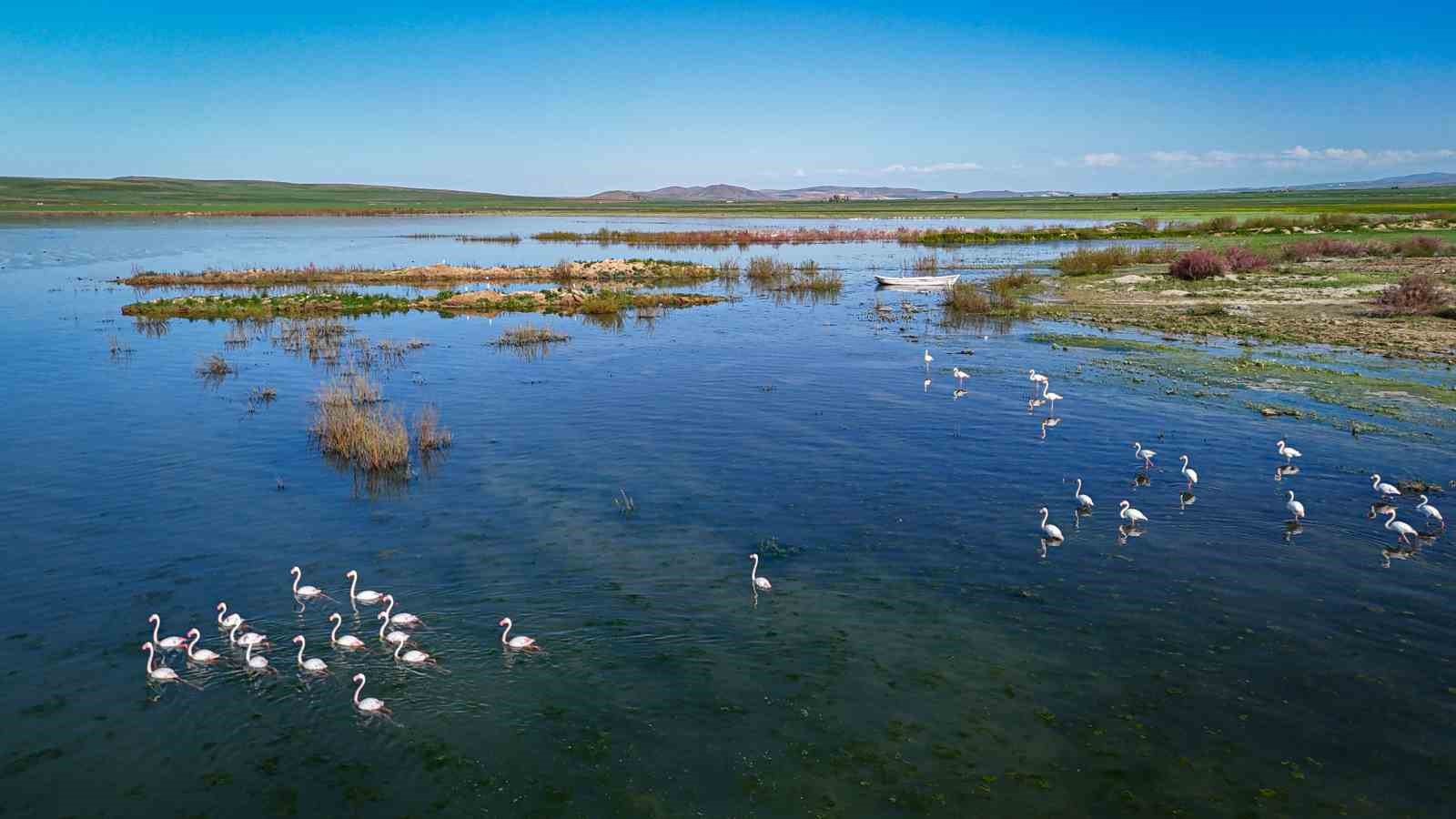 ankarada gumus baligi sezonu flamingolarla birlikte basladi 4