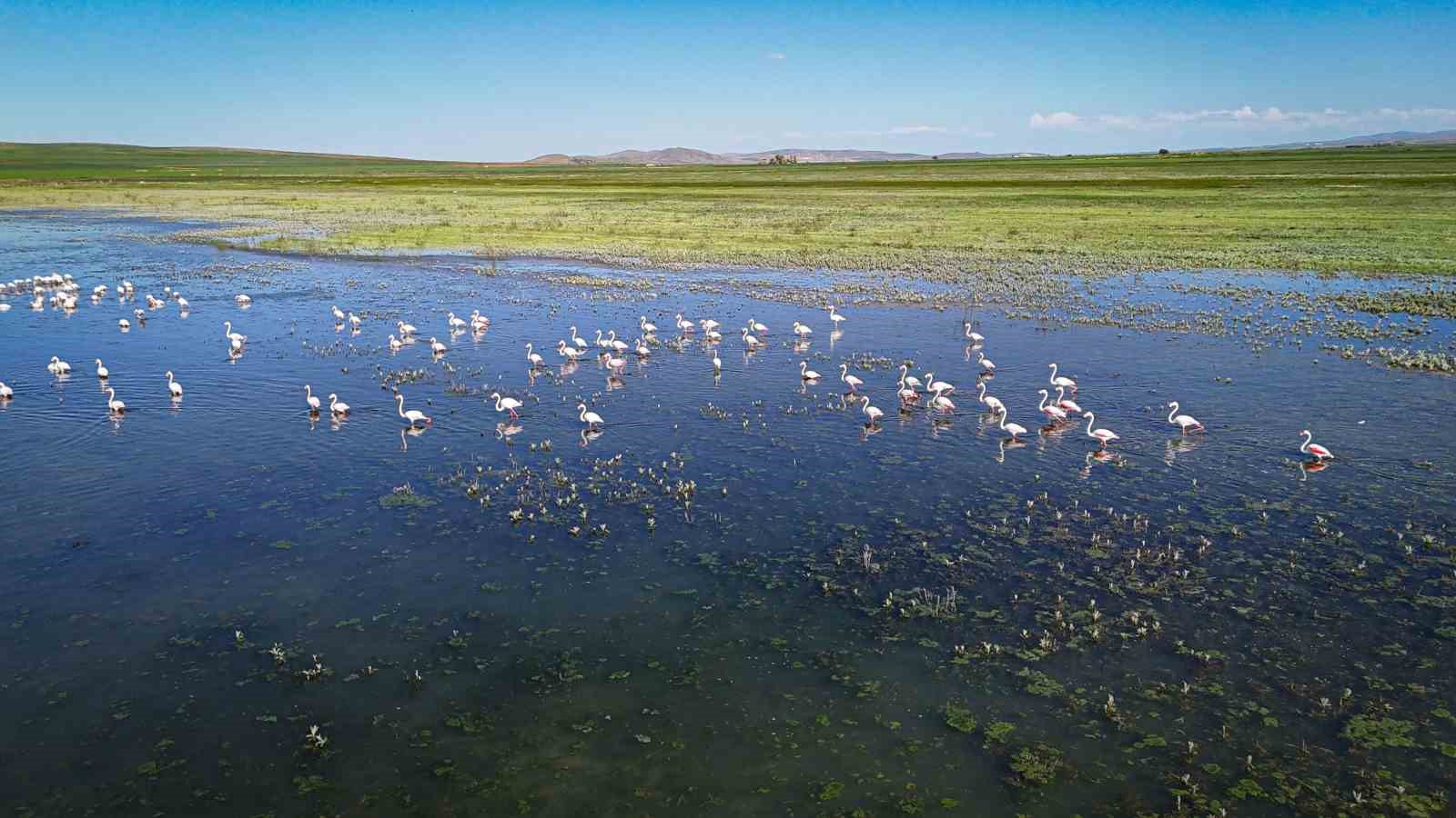 ankarada gumus baligi sezonu flamingolarla birlikte basladi 6 L5DRO3OP