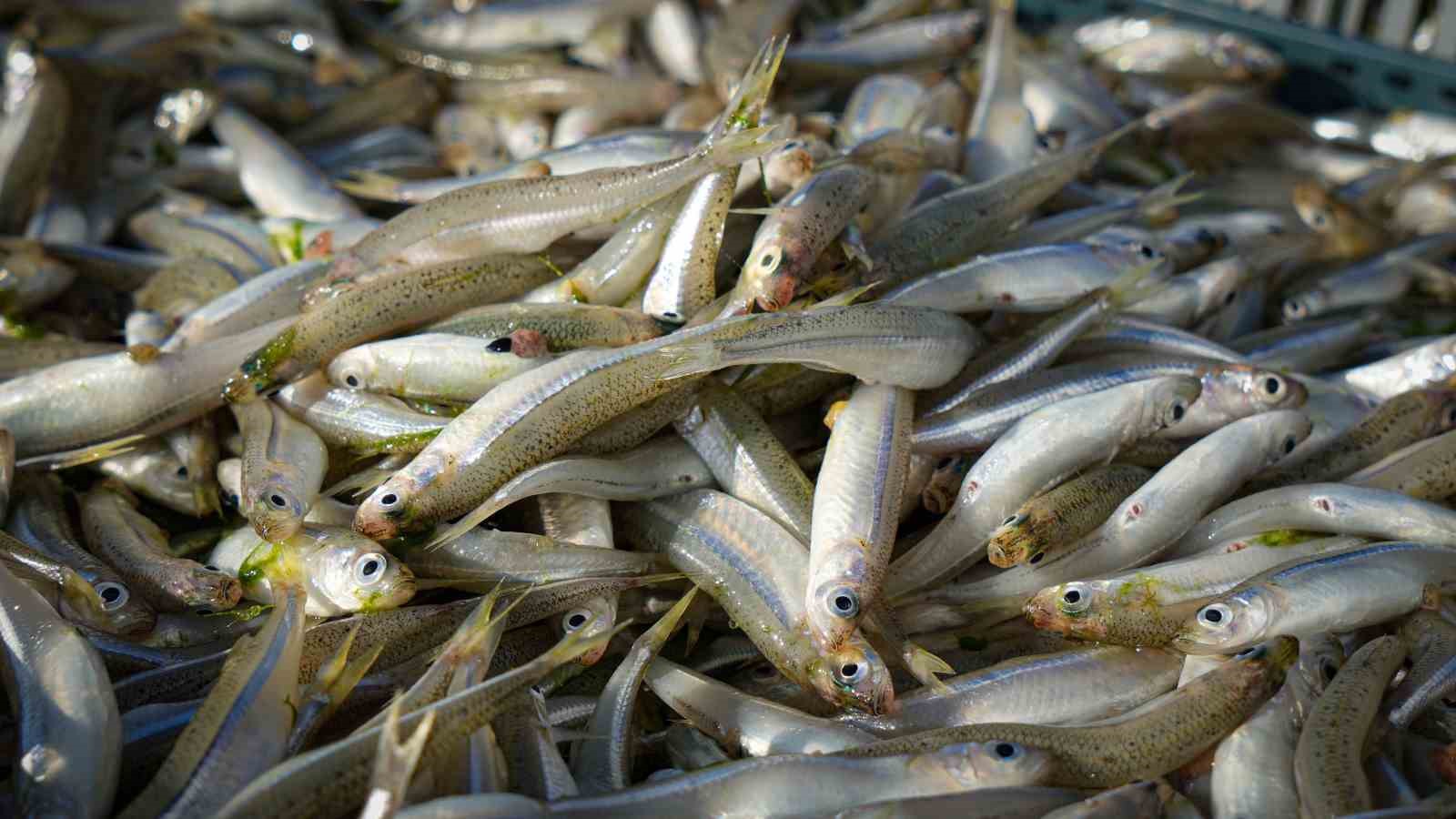 ankarada gumus baligi sezonu flamingolarla birlikte basladi 8 kBRjY1wZ