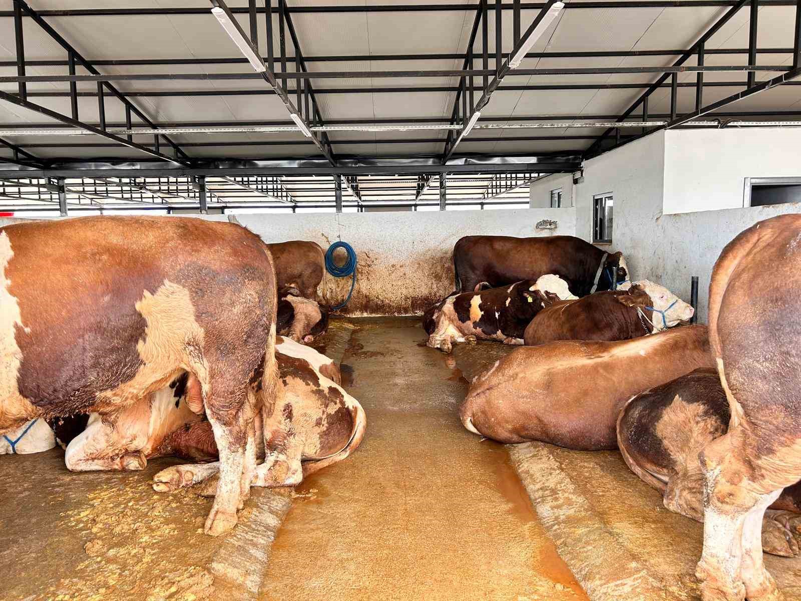 ankarada hayvan pazarlarinda kurbanliklar alicilarini bekliyor 0 pAsz1NW9