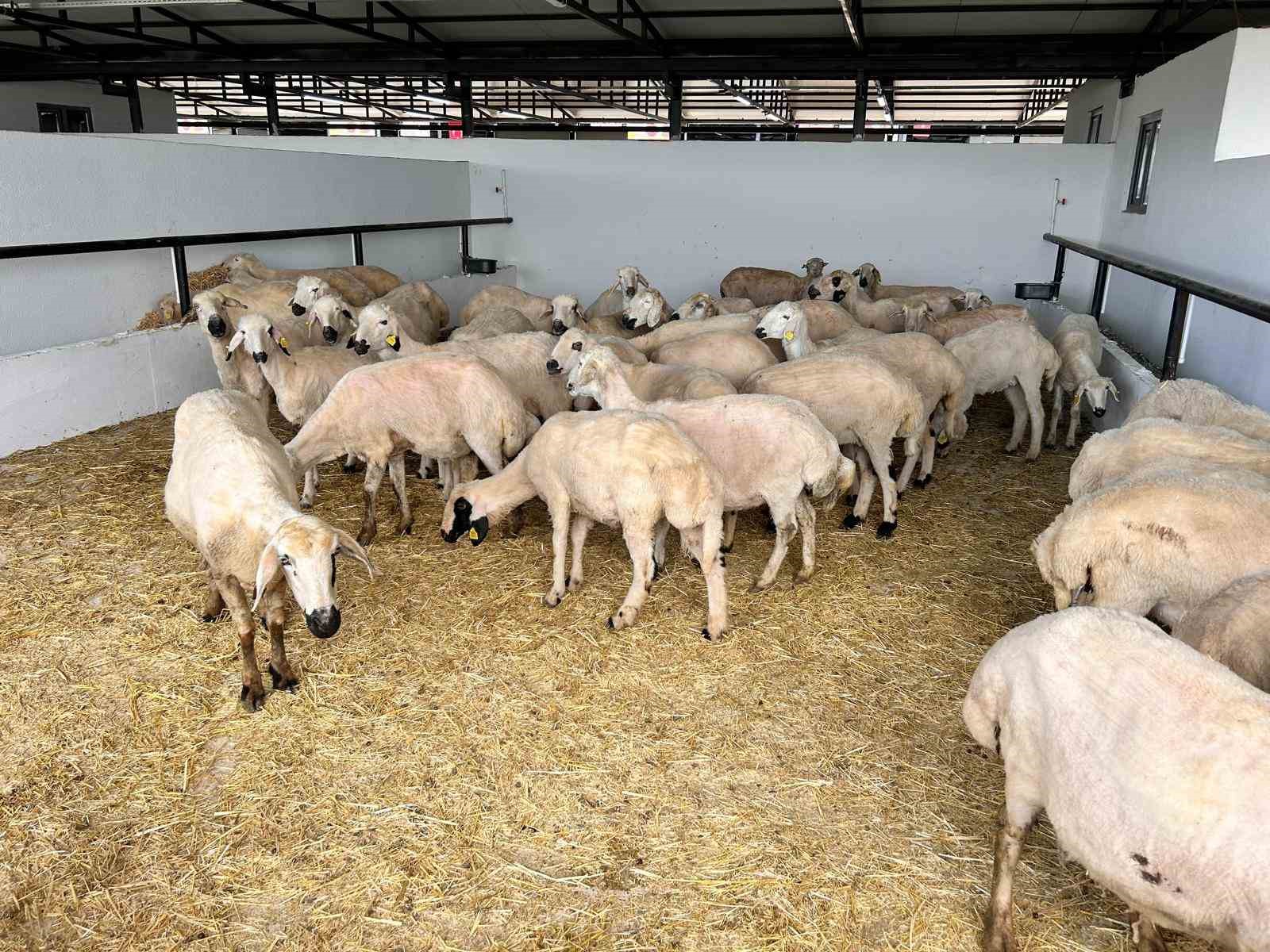 ankarada hayvan pazarlarinda kurbanliklar alicilarini bekliyor 1 KwIXjEEi