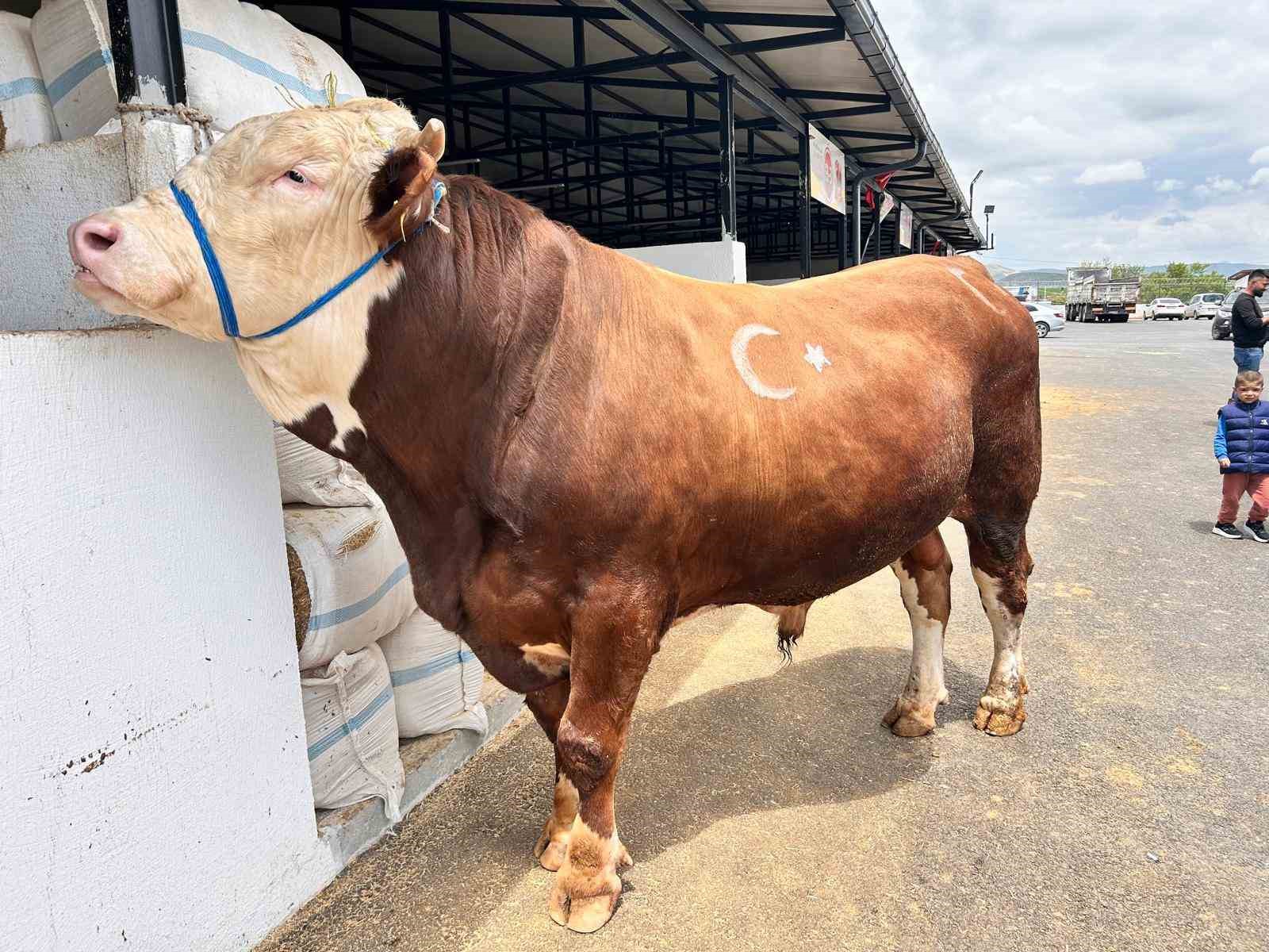 ankarada hayvan pazarlarinda kurbanliklar alicilarini bekliyor 3 UbtN9yma