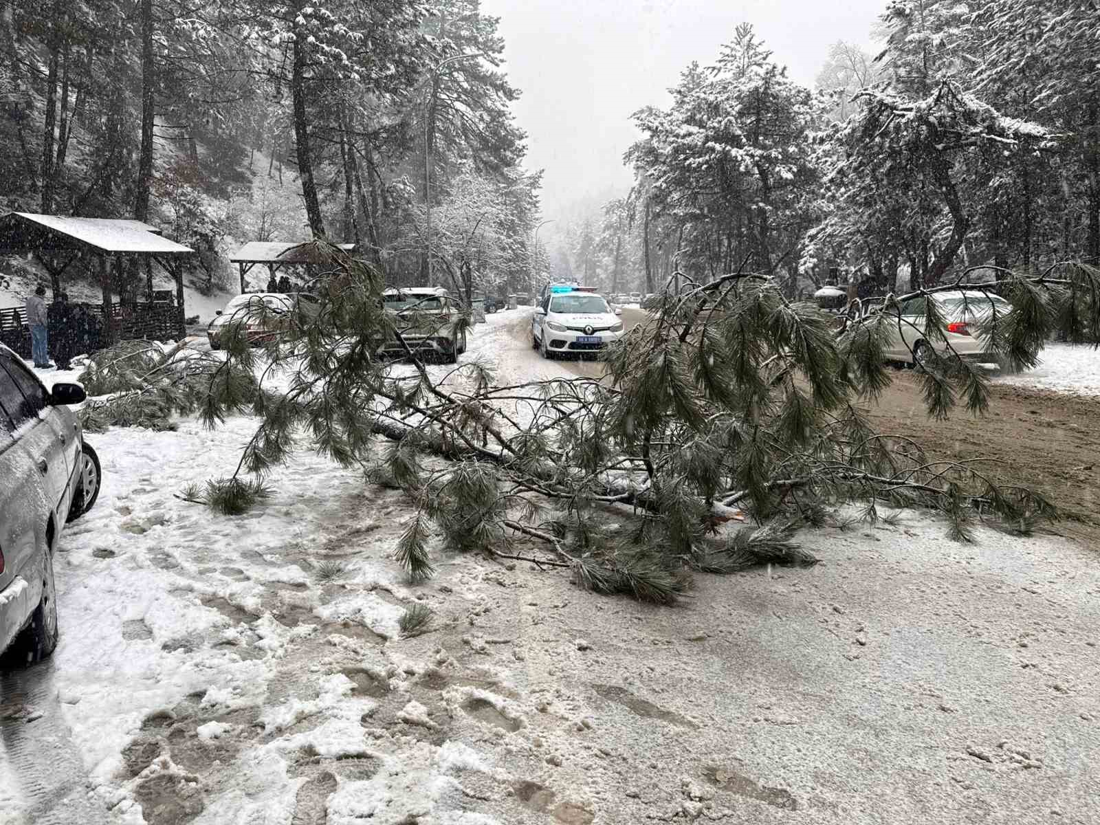 Ankara’da karın ağırlığına dayanamayan çam ağacı devrildi 6 ankarada karin agirligina dayanamayan cam agaci devrildi 2 6CdRpNcM