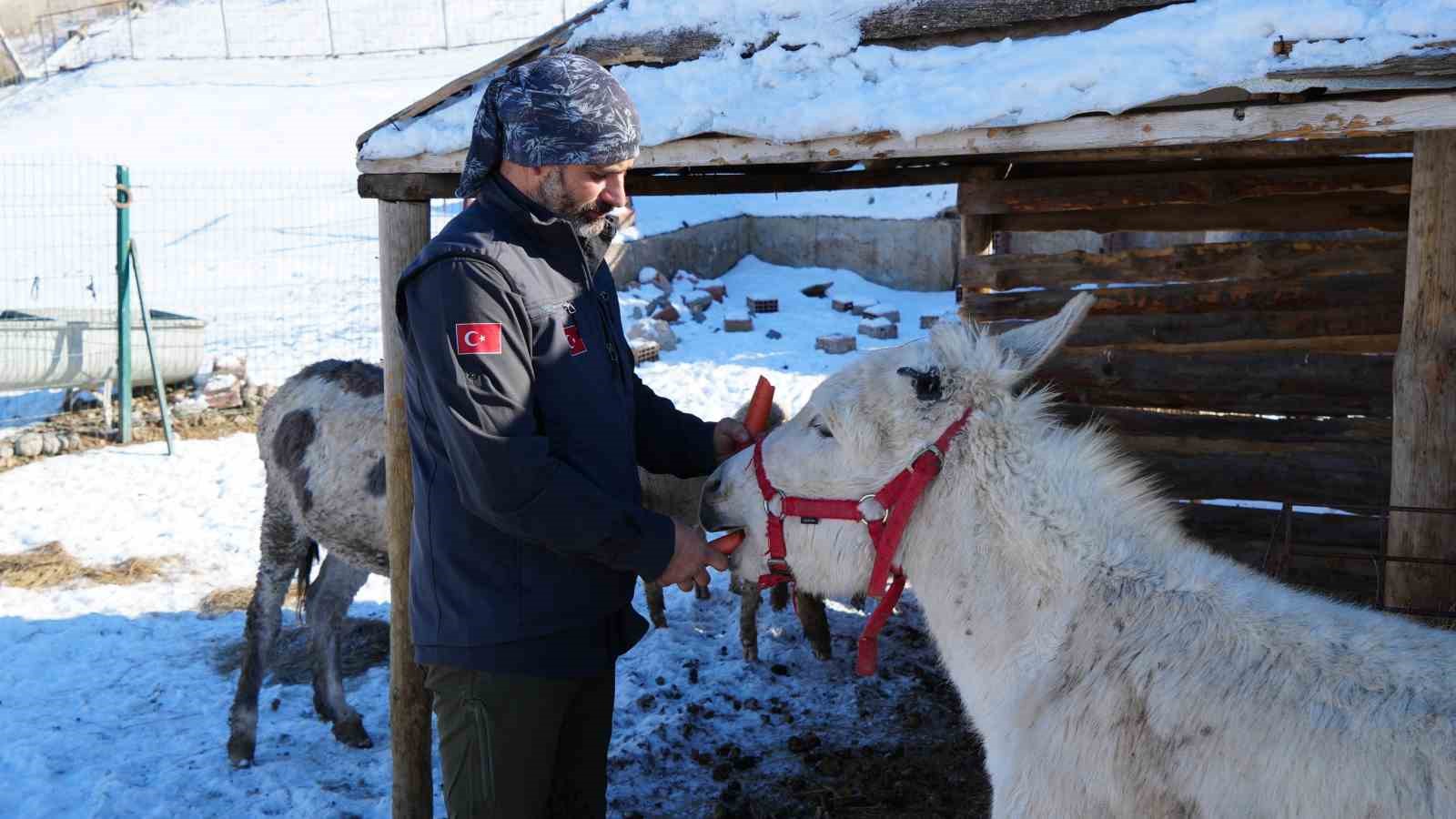 ankarada sira disi yasam onlarca hayvanla ortak hayat kurdu 1 ta3JcB5m
