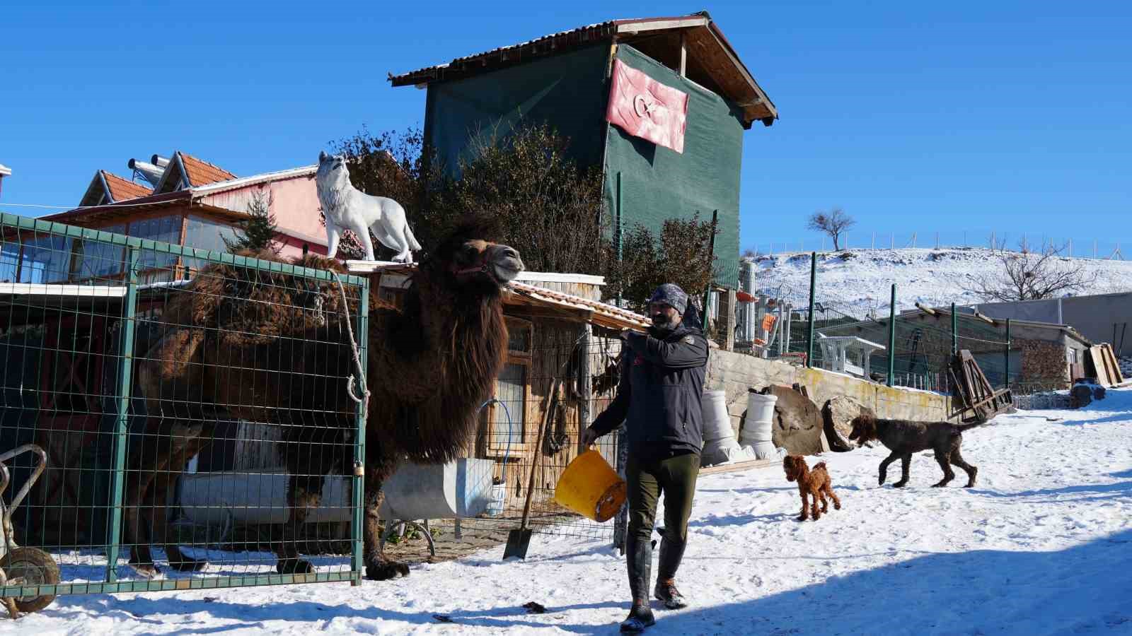 ankarada sira disi yasam onlarca hayvanla ortak hayat kurdu 10 sZBIKWMe