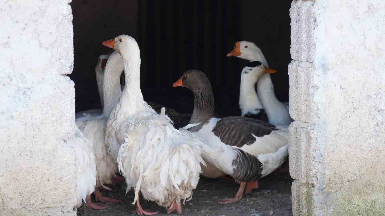 ankarada sira disi yasam onlarca hayvanla ortak hayat kurdu 3 W8ZcaRaA