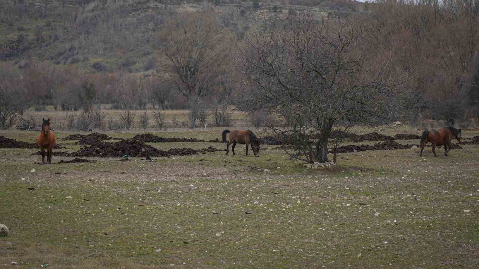 ankarada yilki atlari havadan goruntulendi 0 Fnpl7BnH